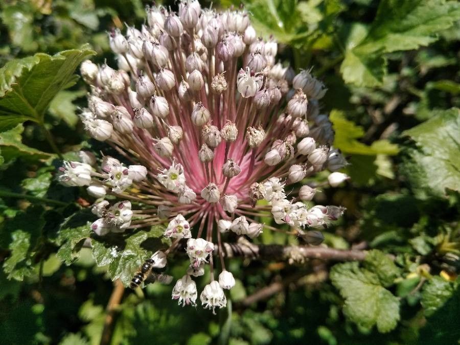 Allium porrum flower