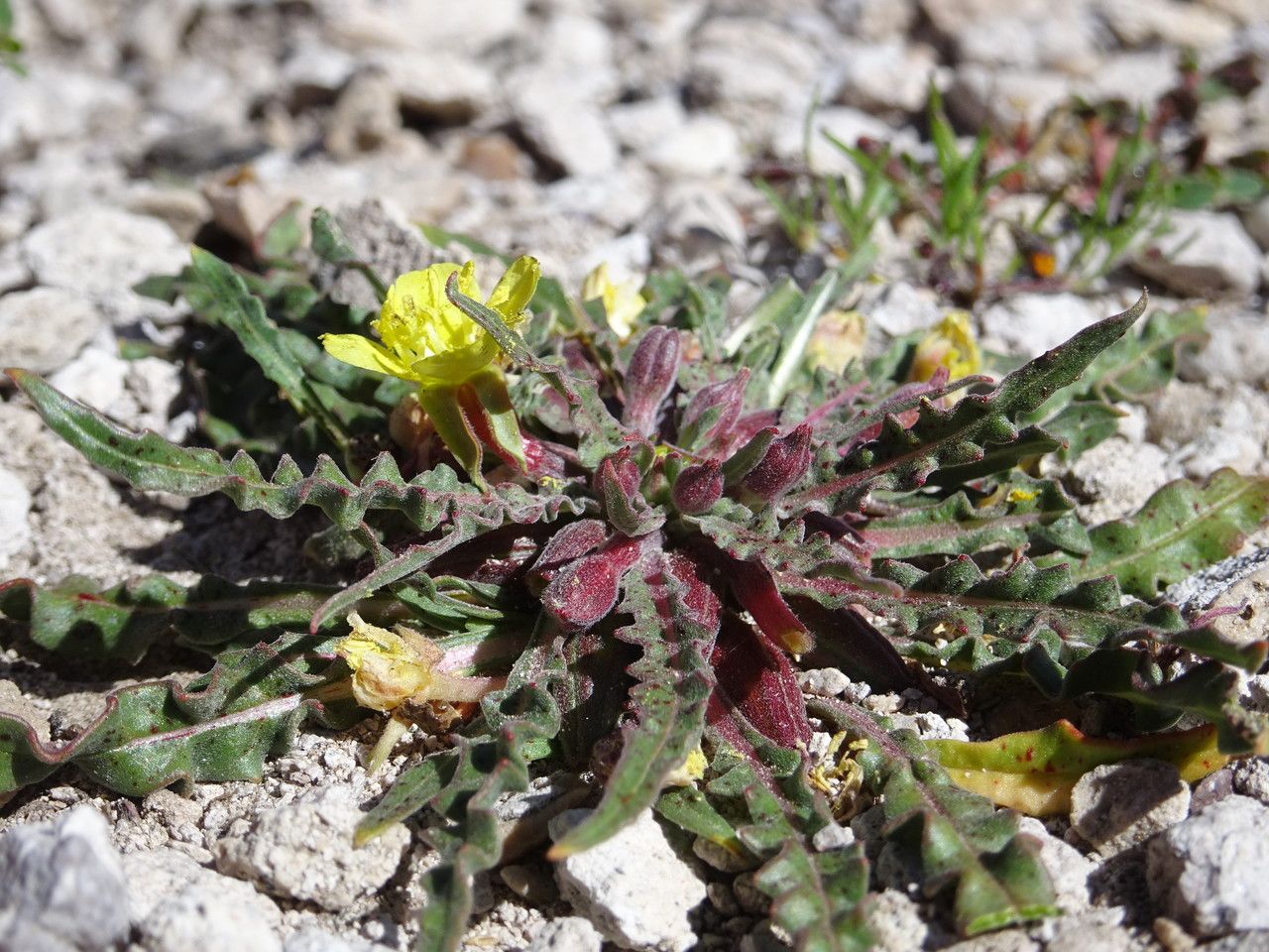 Oenothera punae habit