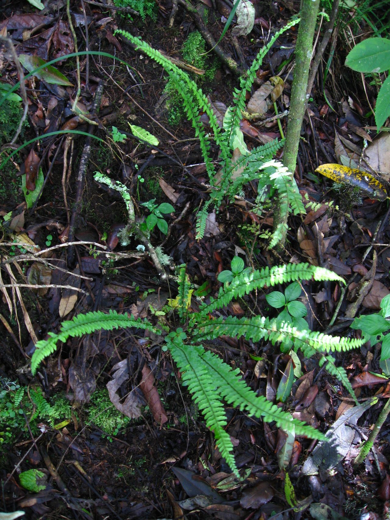 Asplenium anisophyllum habit