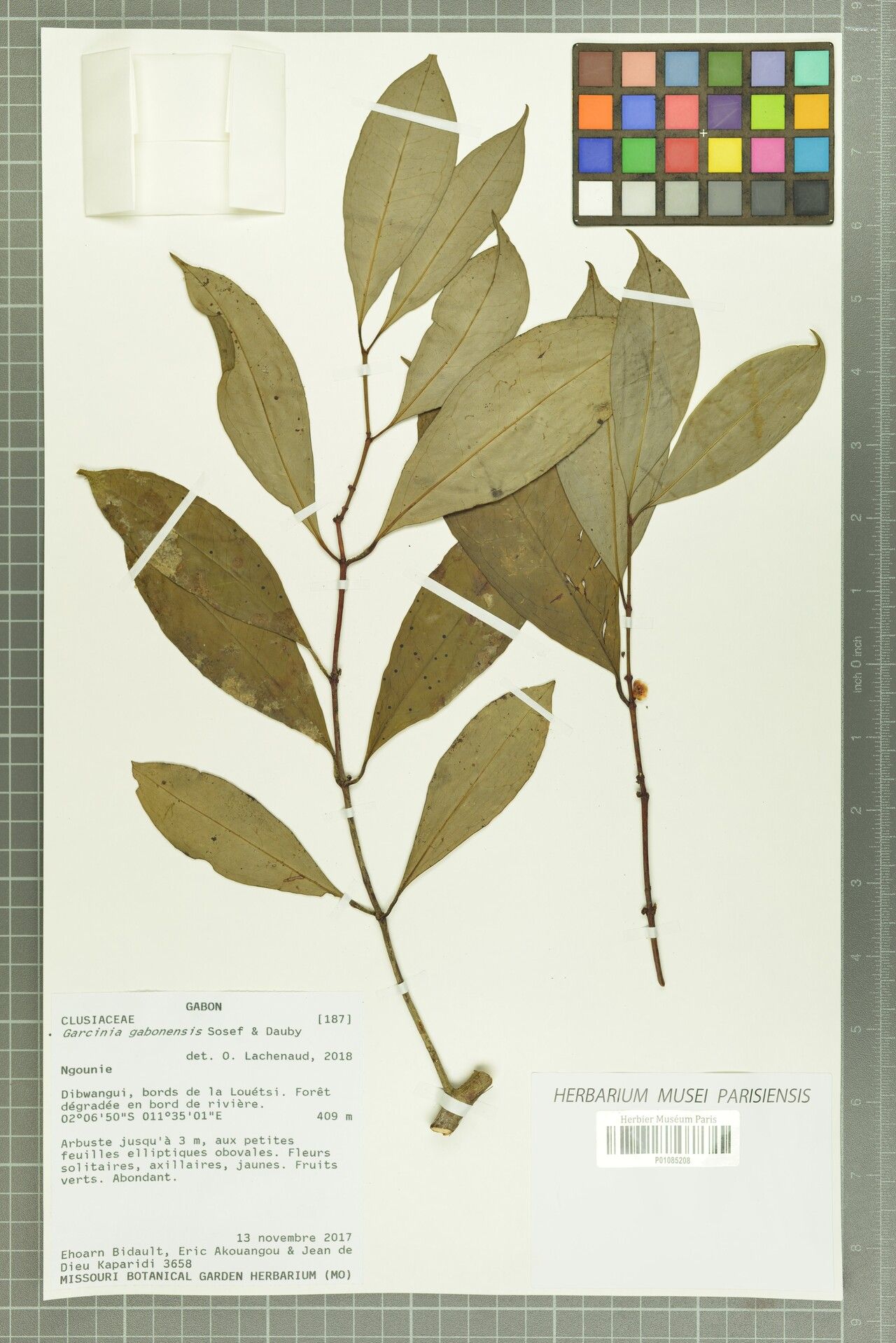 Garcinia gabonensis — houseplant care guide