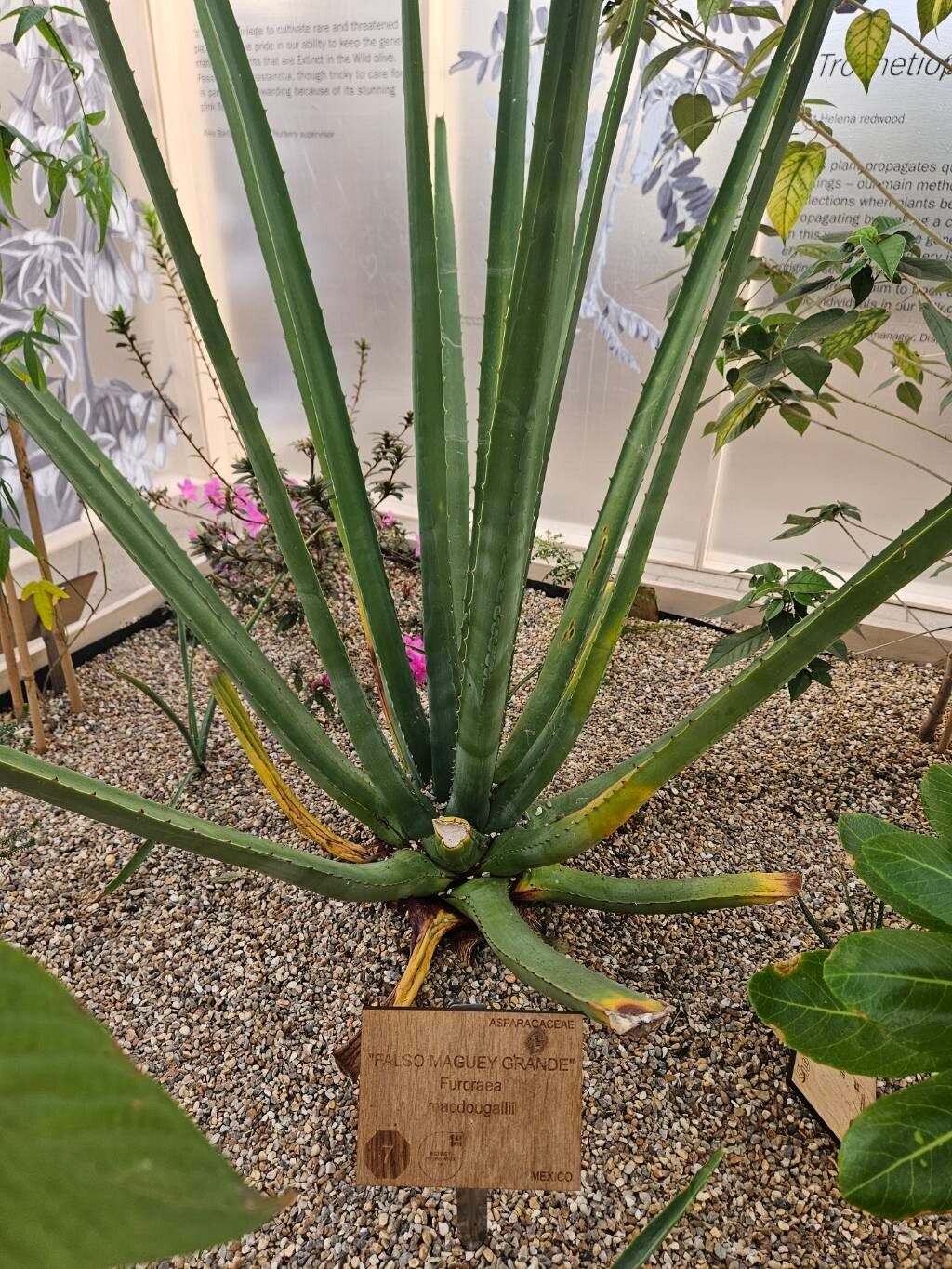 Furcraea macdougallii habit