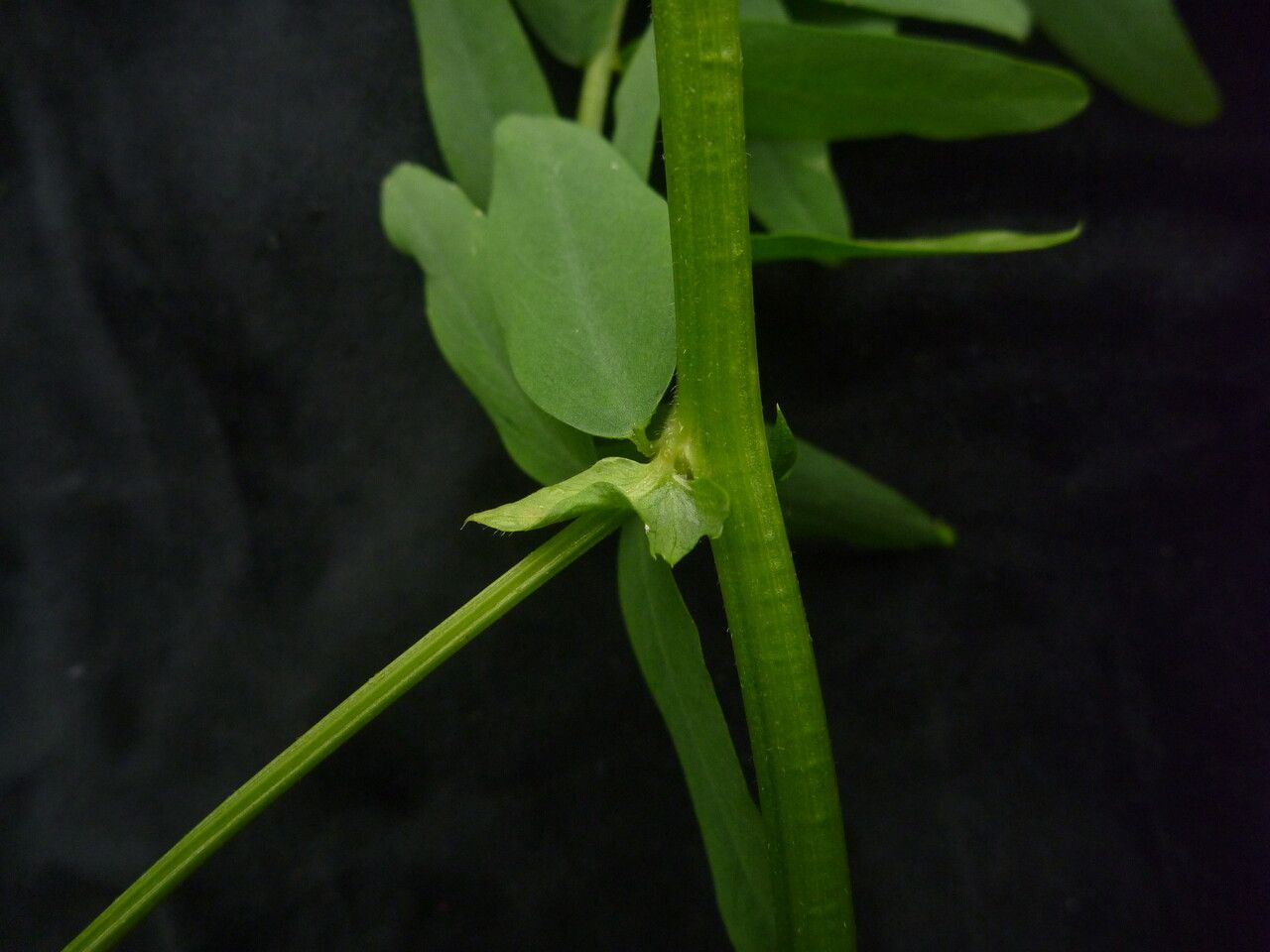 Vicia bakeri — houseplant care guide