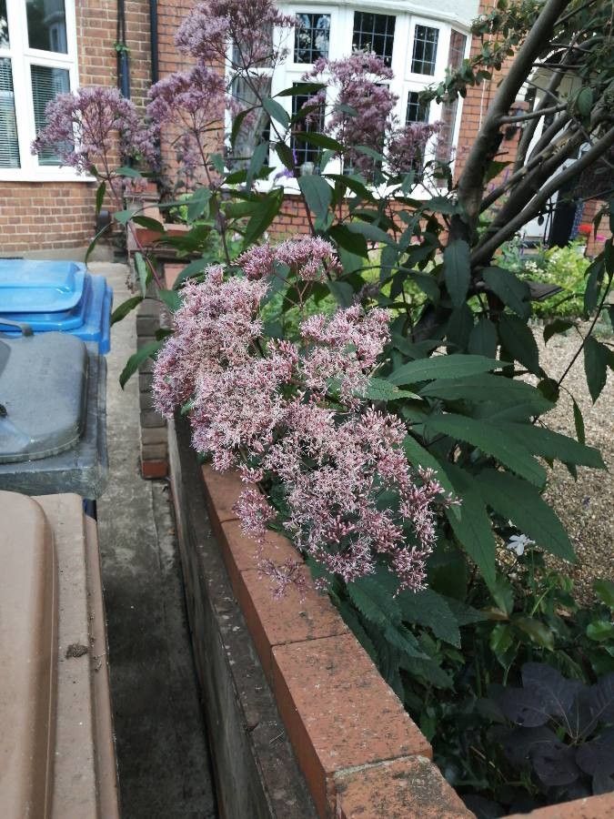 Eupatorium purpureum flower