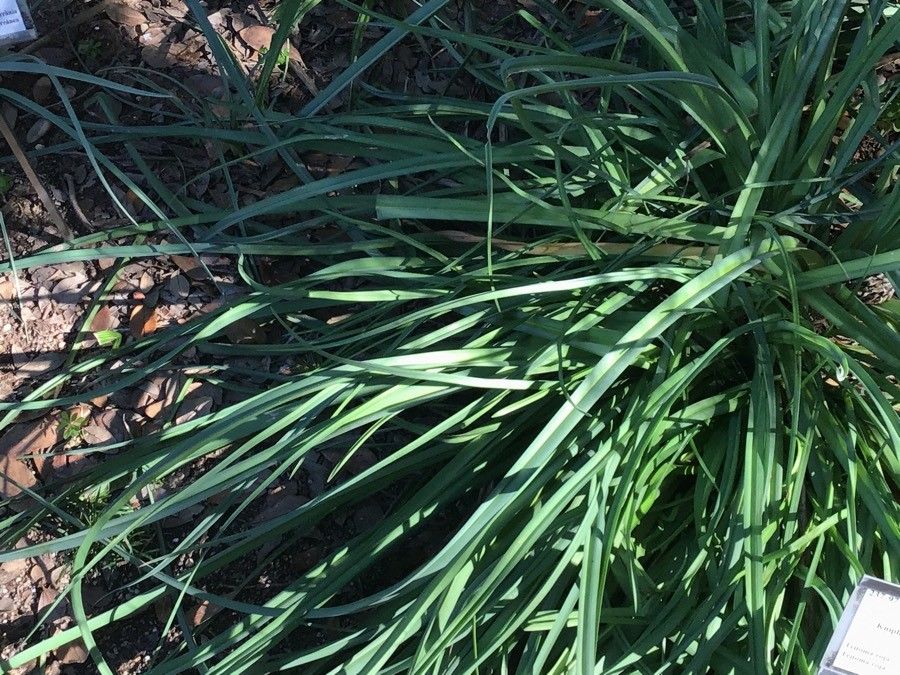 Kniphofia triangularis — houseplant care guide