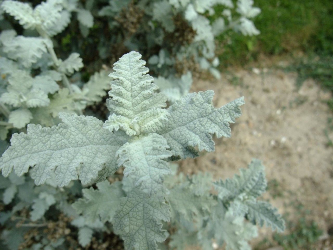 Buddleja glomerata habit