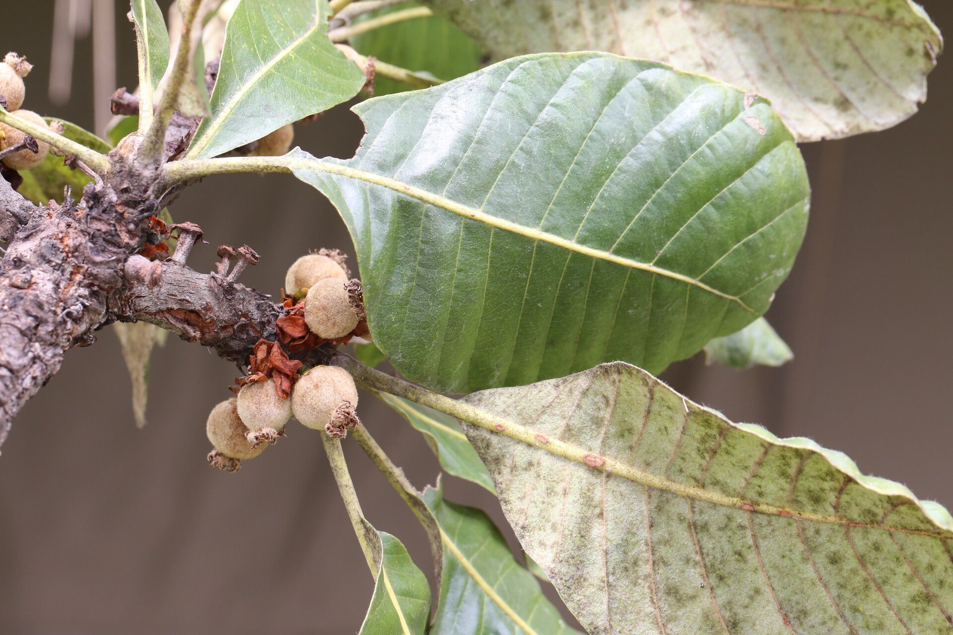 Uapaca robynsii fruit