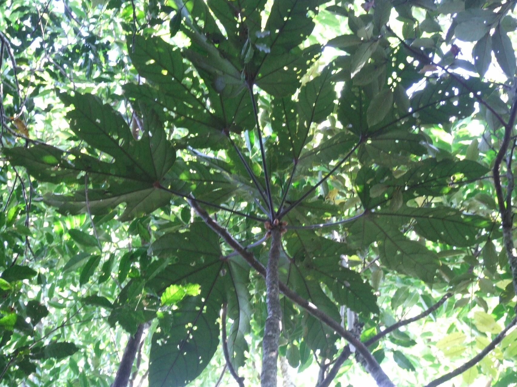 Acropogon grandiflorus — houseplant care guide