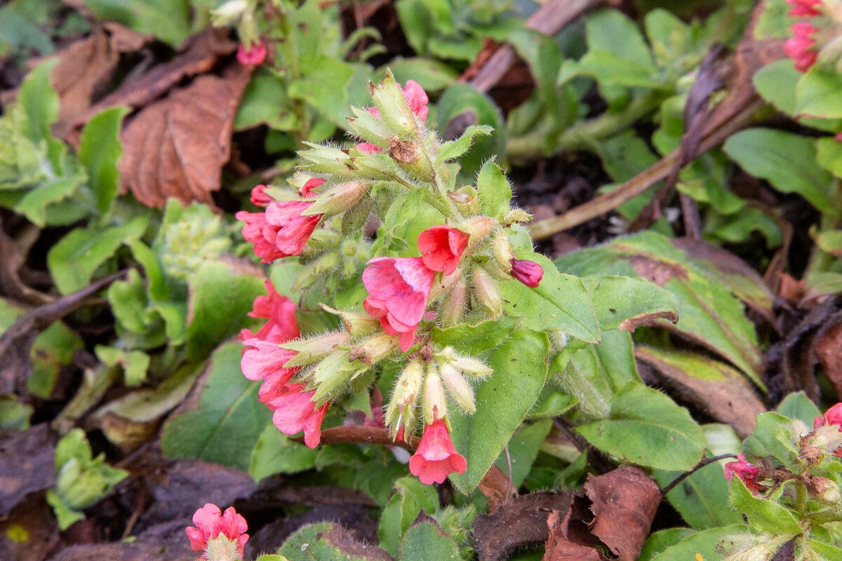 Pulmonaria rubra flower