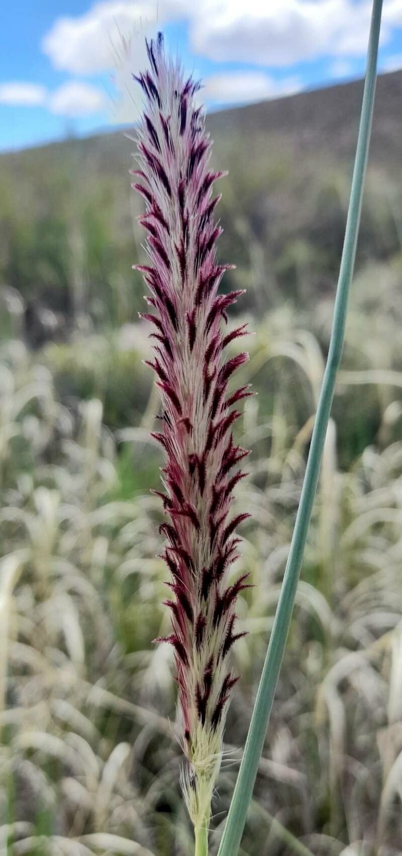 Cenchrus chilensis flower