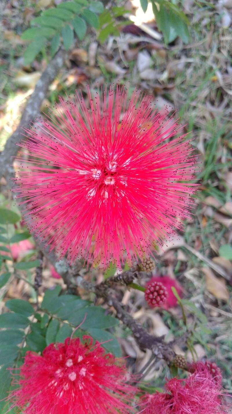 Calliandra haematocephala flower