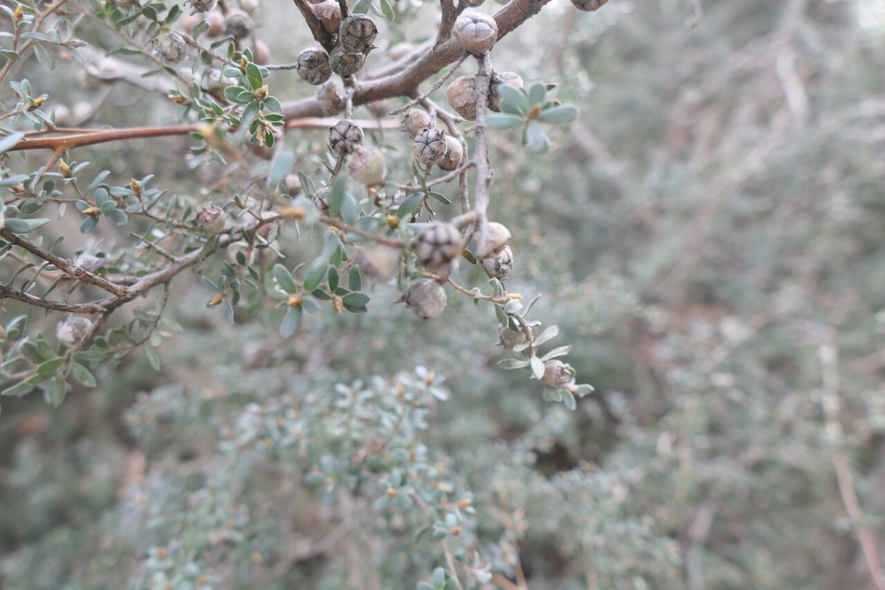 Leptospermum lanigerum fruit
