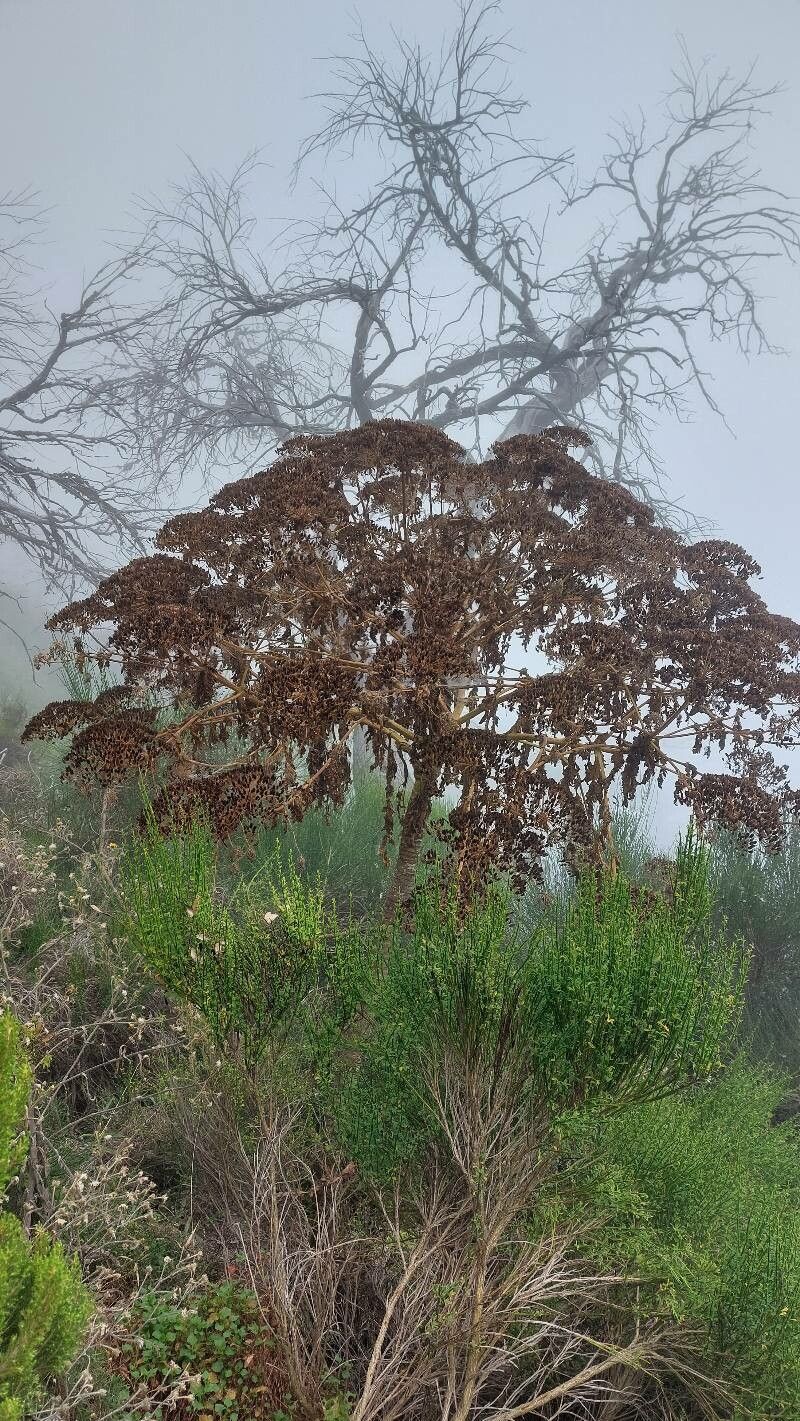 Melanoselinum decipiens fruit