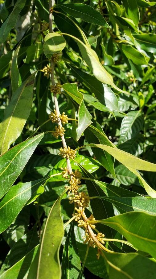 Sideroxylon salicifolium flower