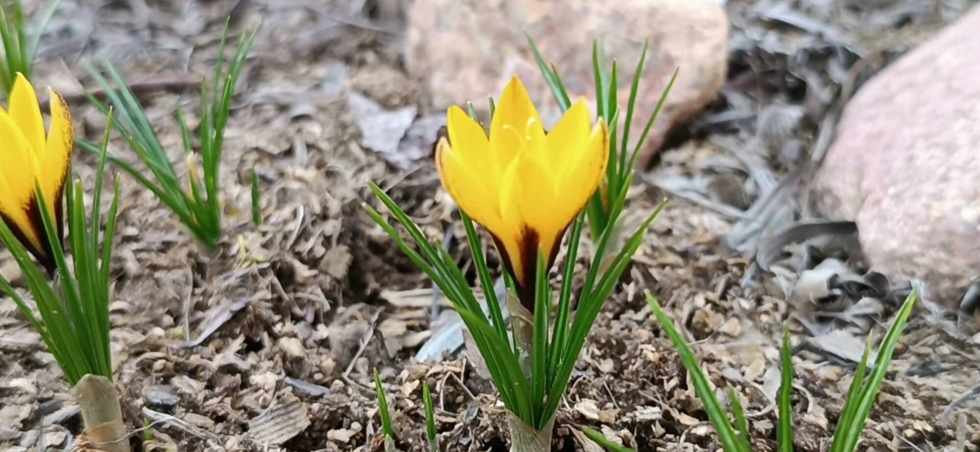 Crocus korolkowii — houseplant care guide
