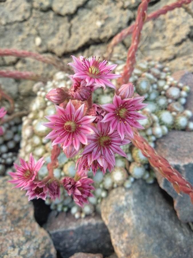 Rosularia pilosa flower