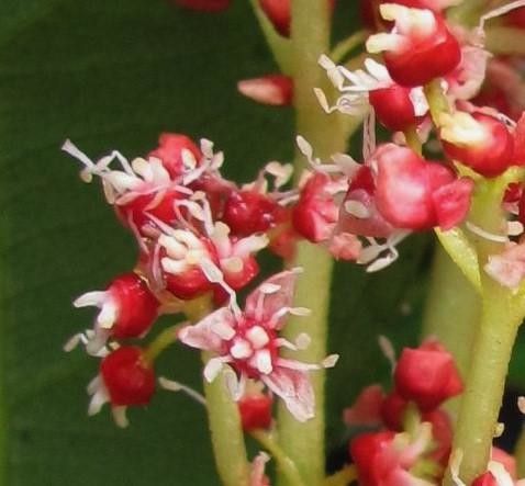 Hydrangea asterolasia flower