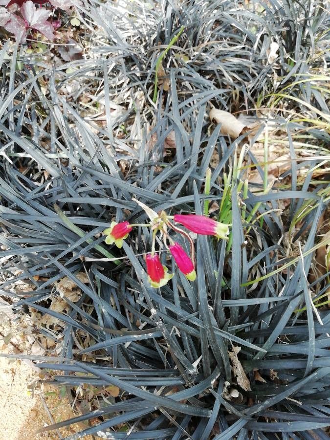 Dichelostemma ida-maia flower