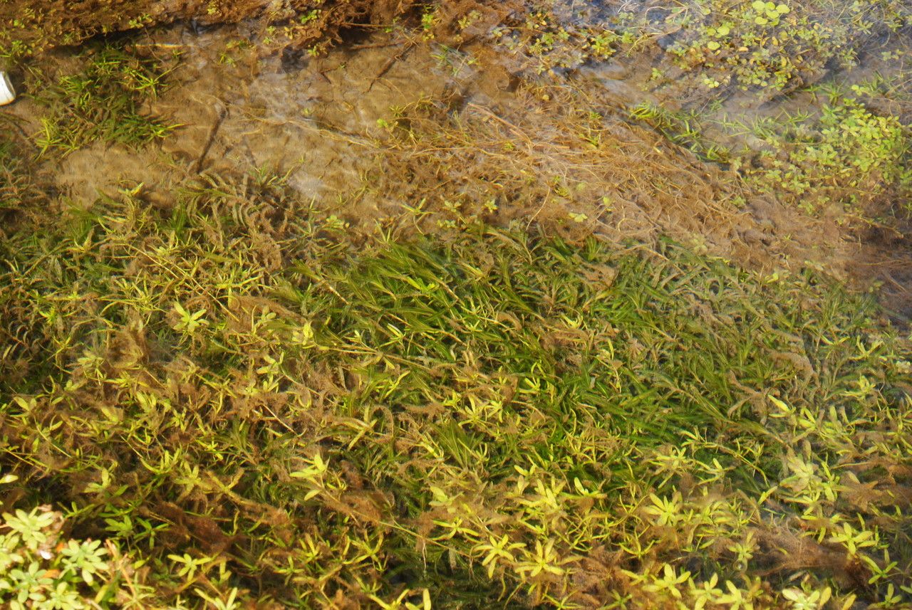 Potamogeton alpinus habit