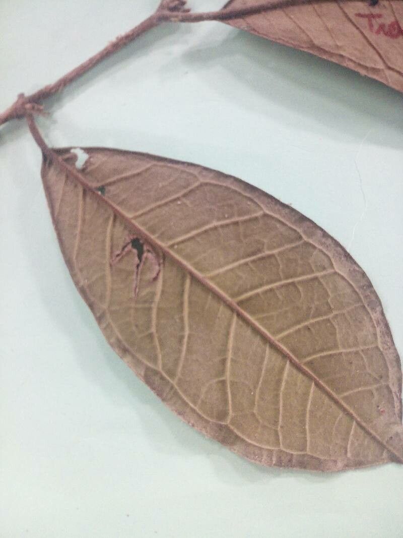 Eugenia tetramera — houseplant care guide