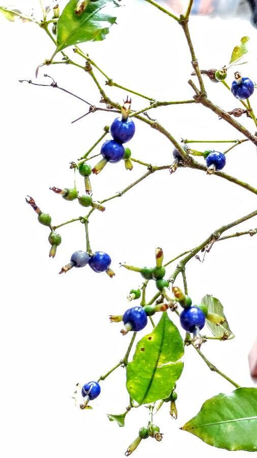 Psychotria suterella — search result for 'Psychotria'