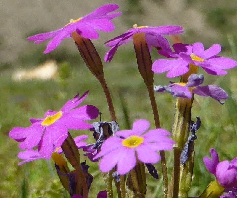 Primula involucrata flower