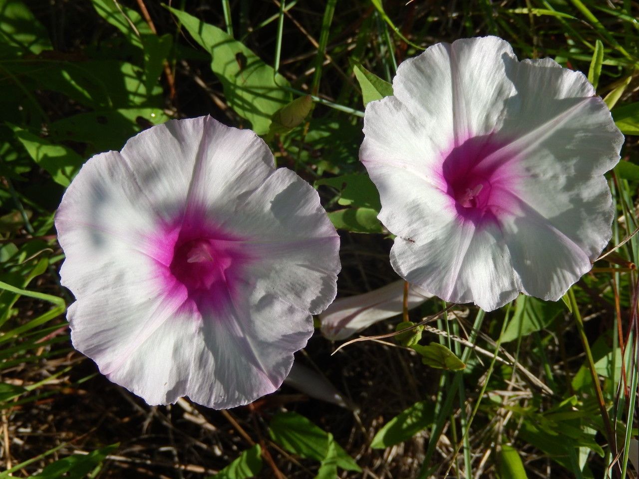 Ipomoea shumardiana — search result for 'Convolvulaceae'