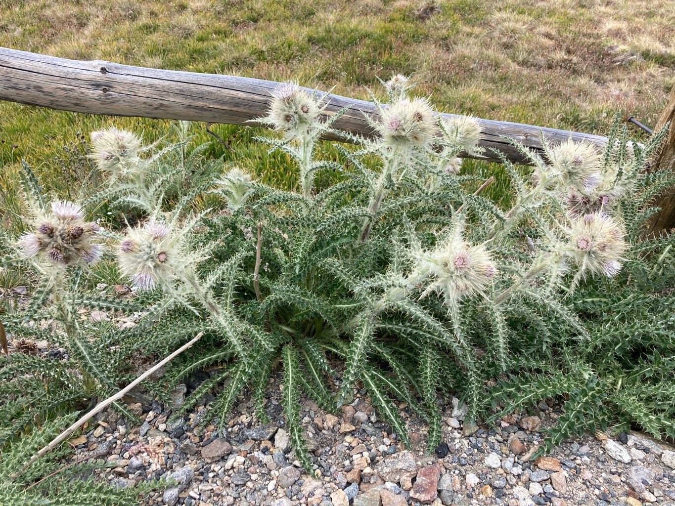 Cirsium scopulorum habit