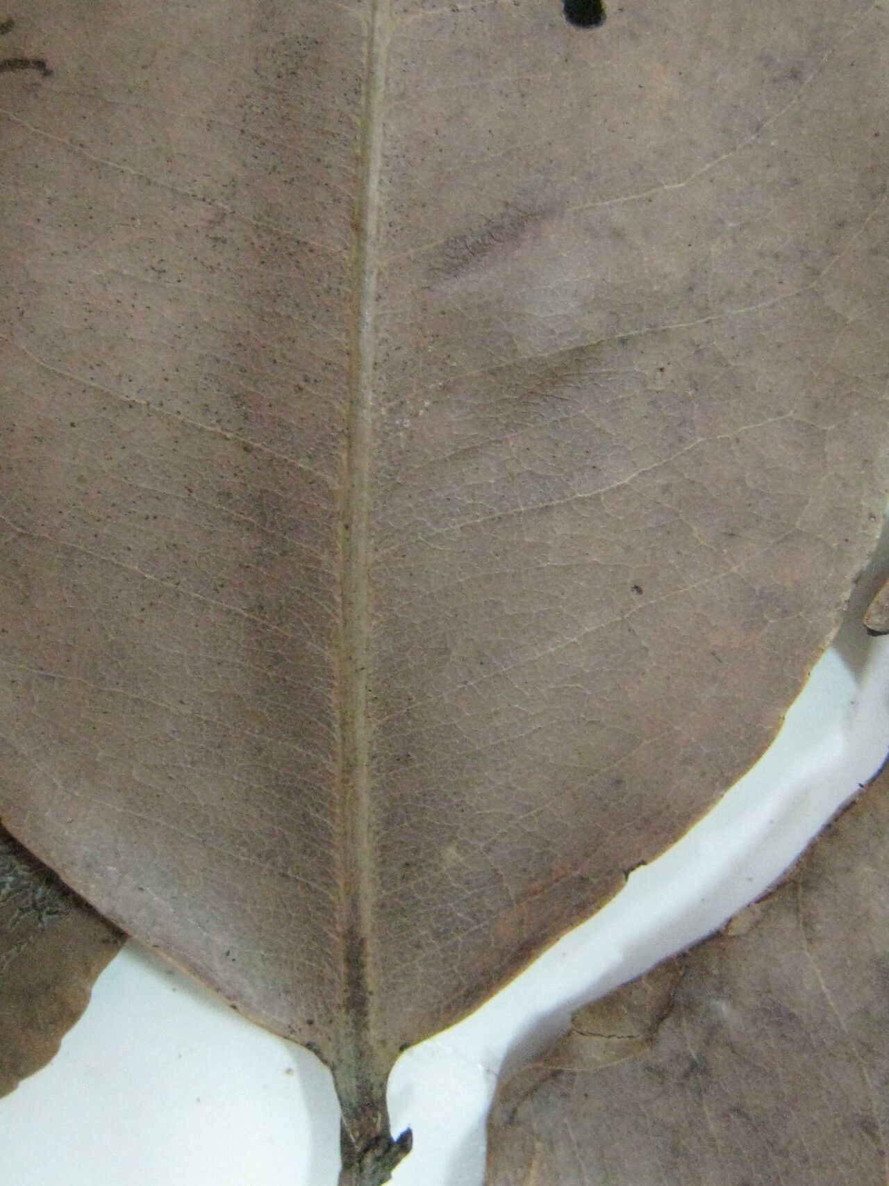 Sacoglottis cydonioides other