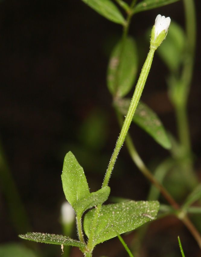 Epilobium howellii bark