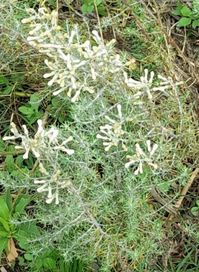Baccharis artemisioides habit