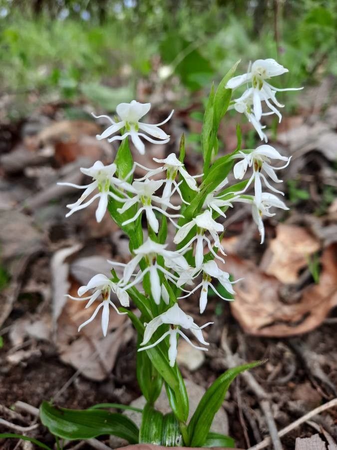 Habenaria cuevasiana — houseplant care guide