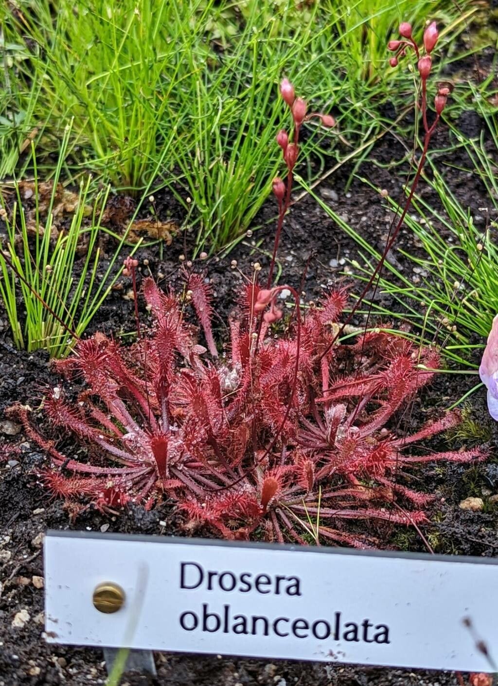 Drosera oblanceolata habit