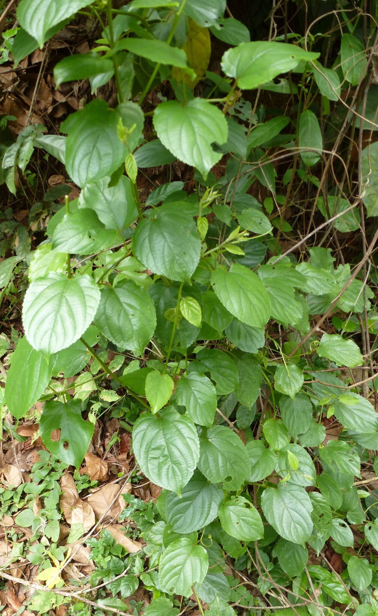 Gouania longipetala habit