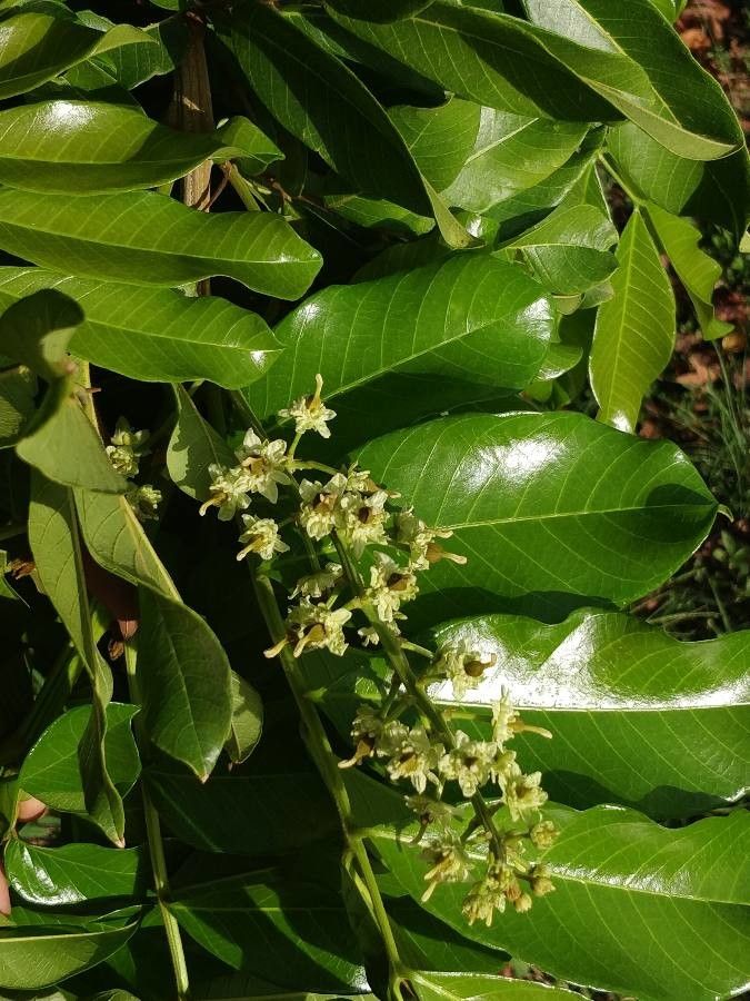 Blighia sapida flower