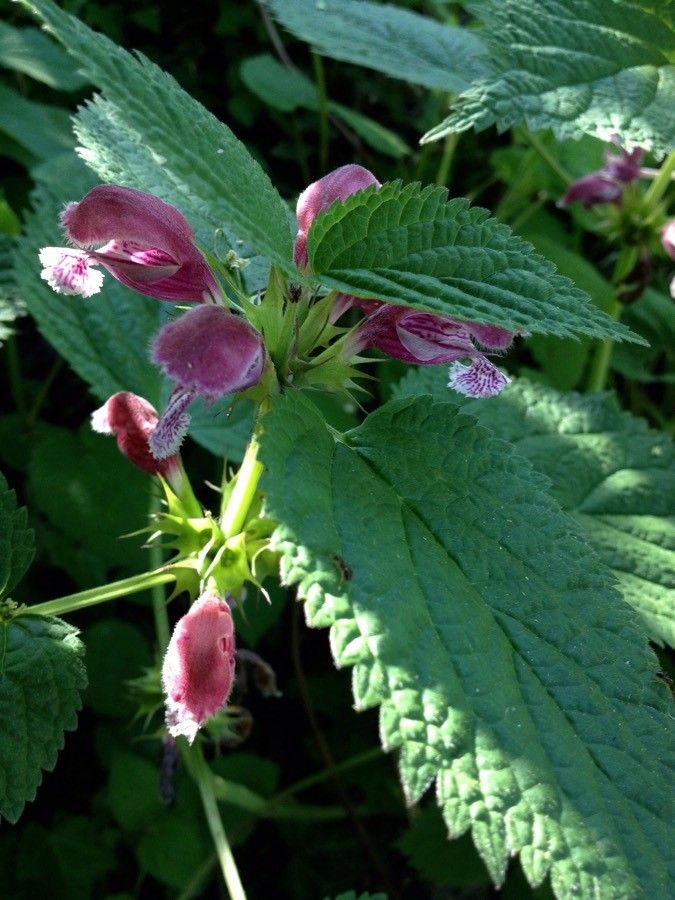 Lamium orvala flower