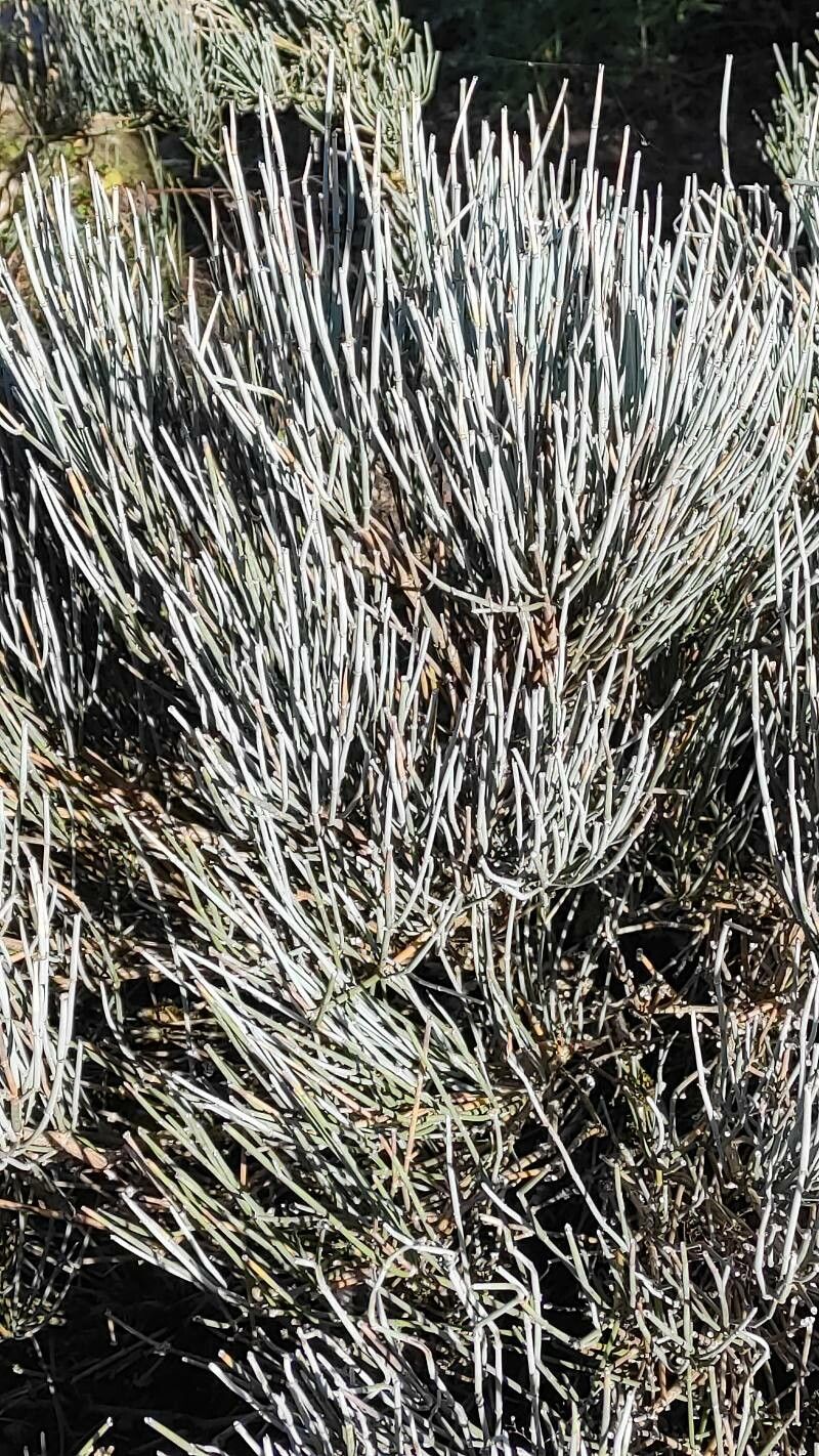Ephedra intermedia — search result for 'Mongolia'