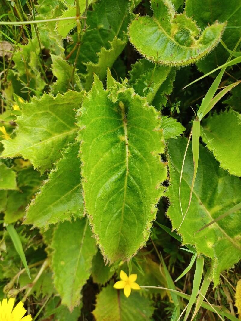Tolpis azorica — related species from the same genus