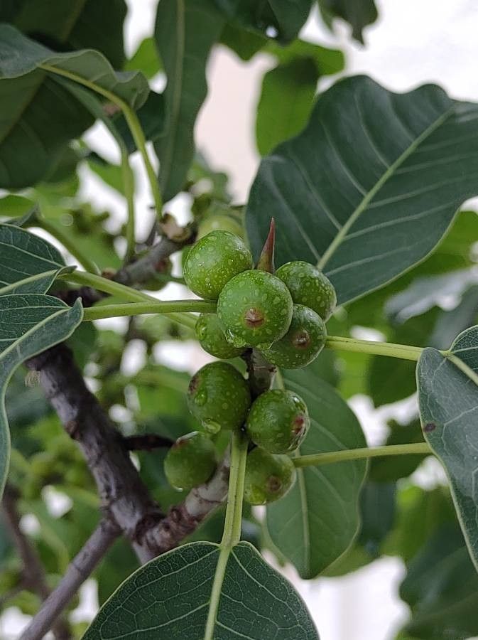 Ficus luschnathiana fruit