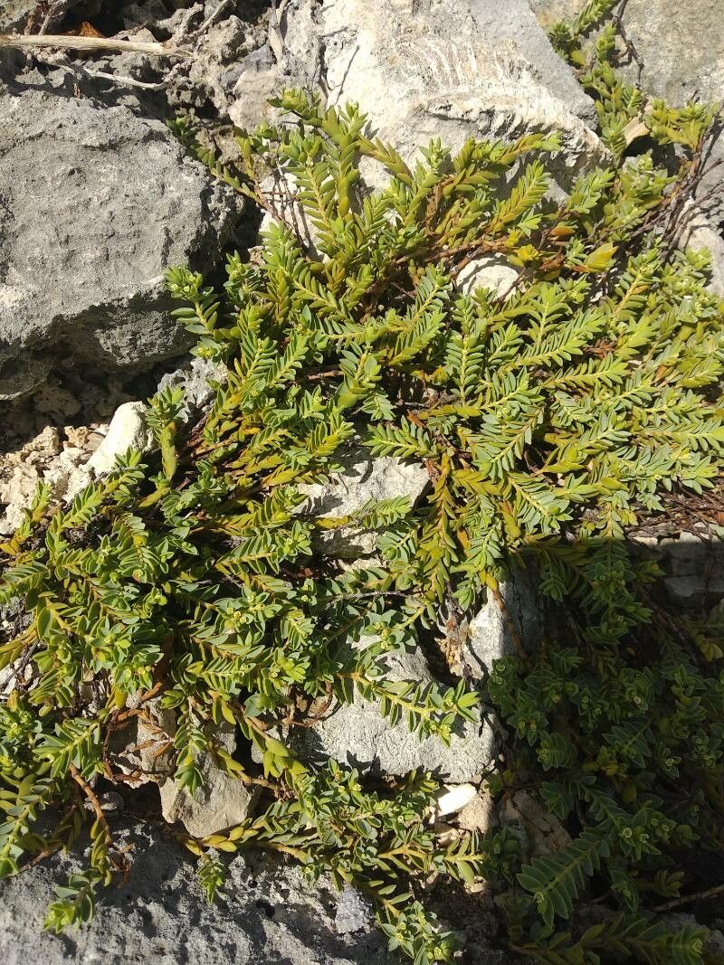 Euphorbia mesembrianthemifolia — houseplant care guide