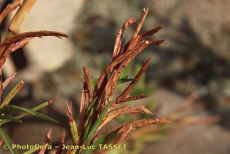 Hemarthria altissima flower