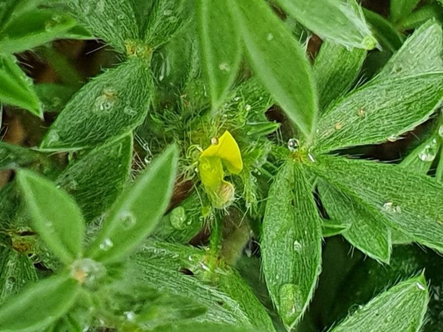 Leobordea platycarpa flower