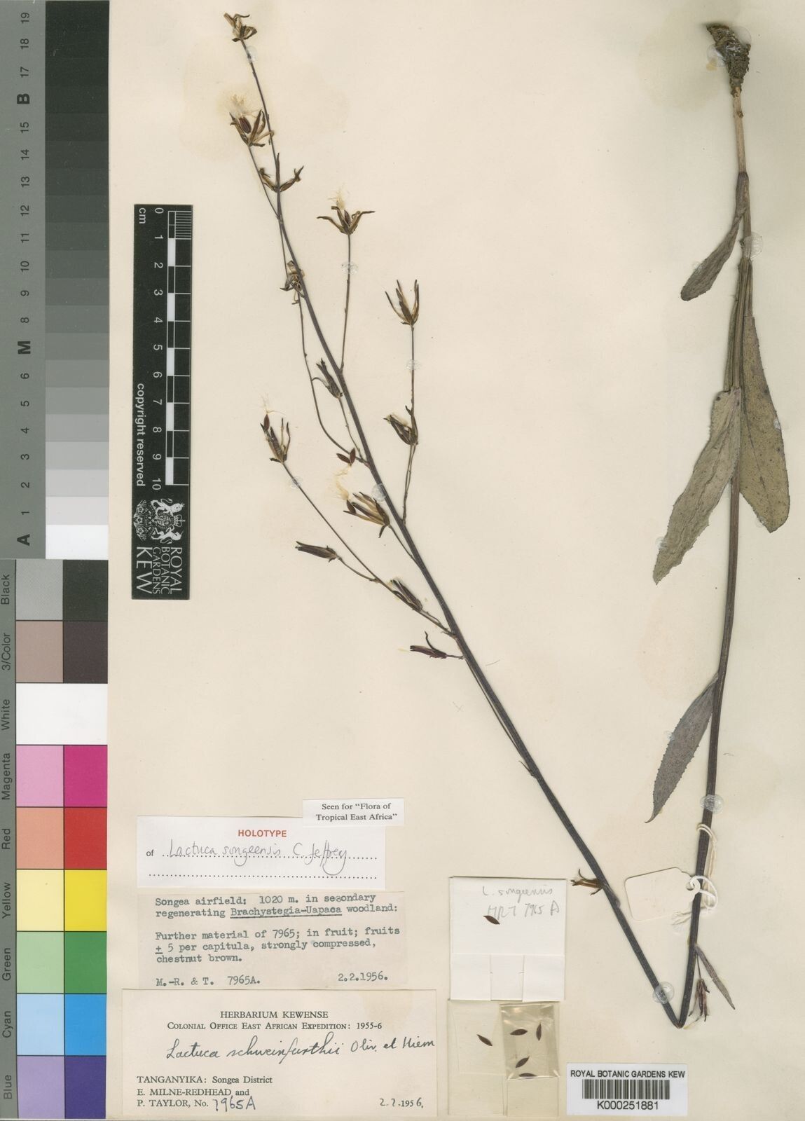 Lactuca songeensis — houseplant care guide