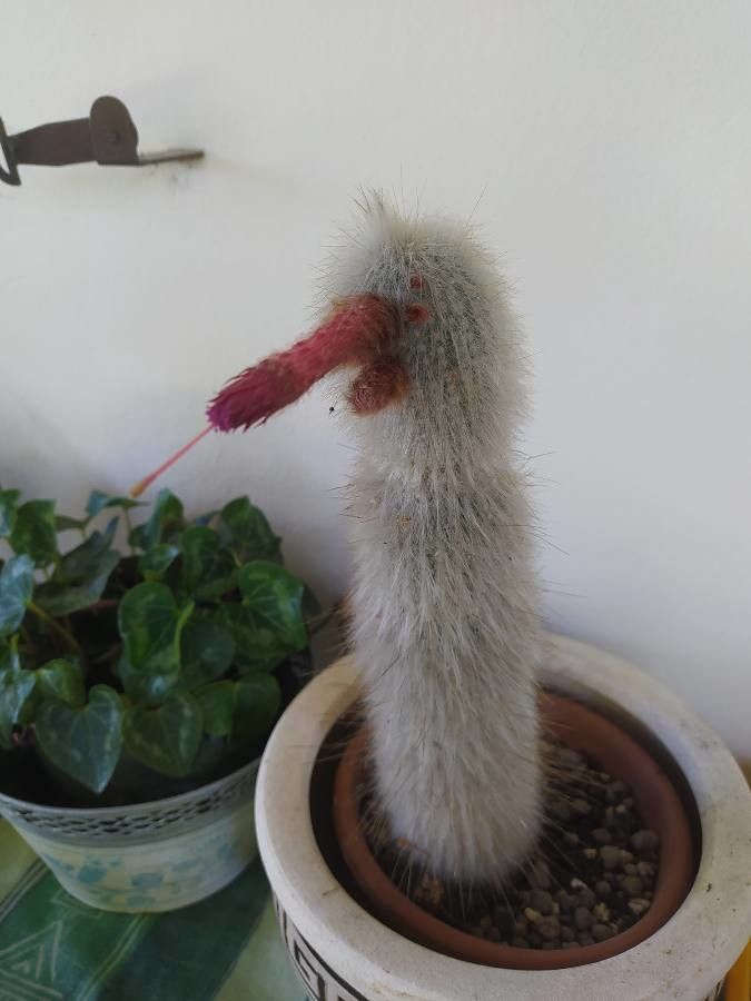 Cleistocactus straussii fruit