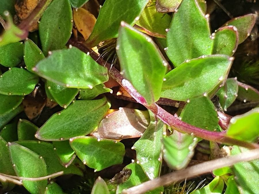 Lobelia holstii — search result for 'Lobelia'