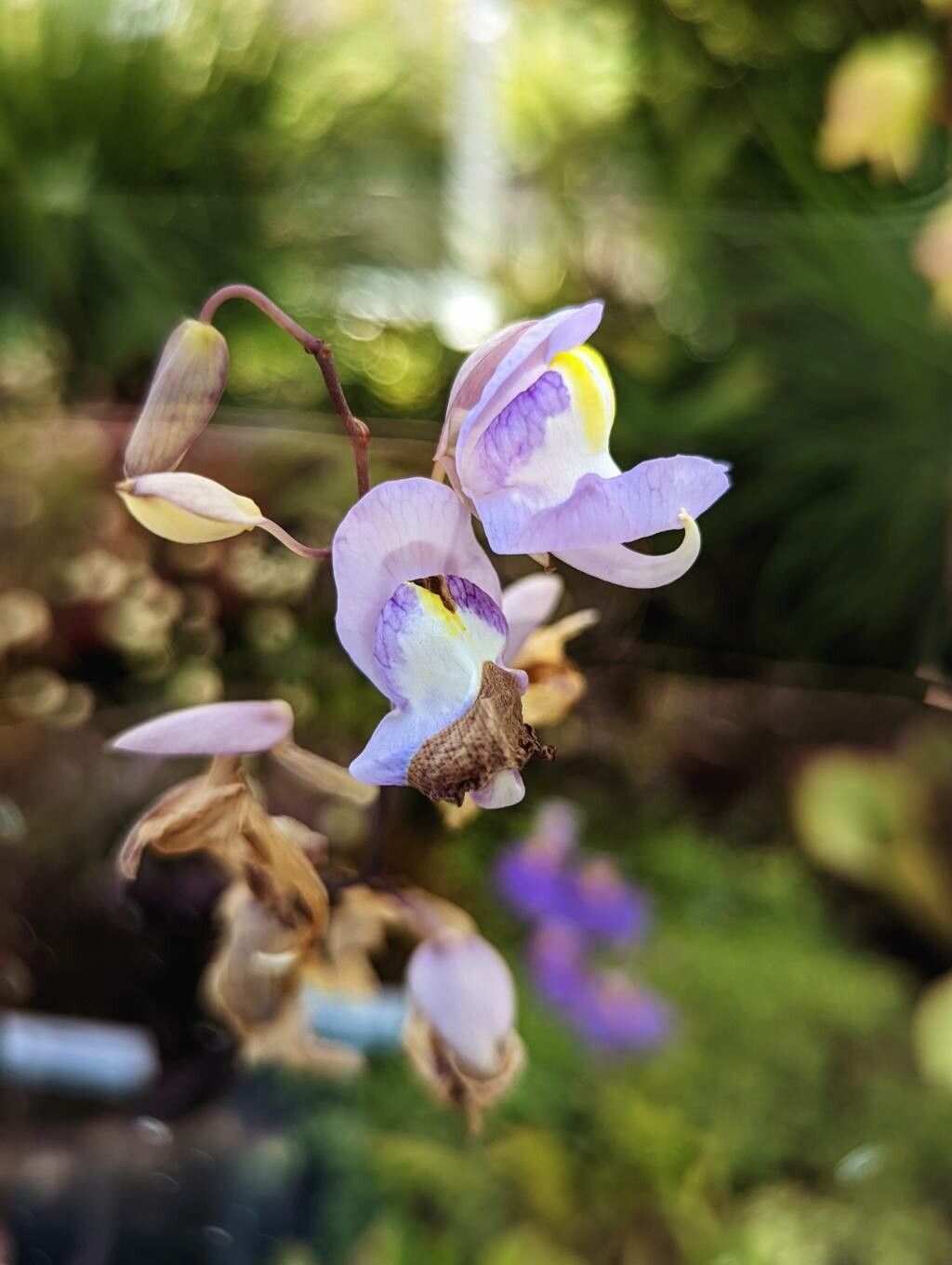 Utricularia humboldtii flower