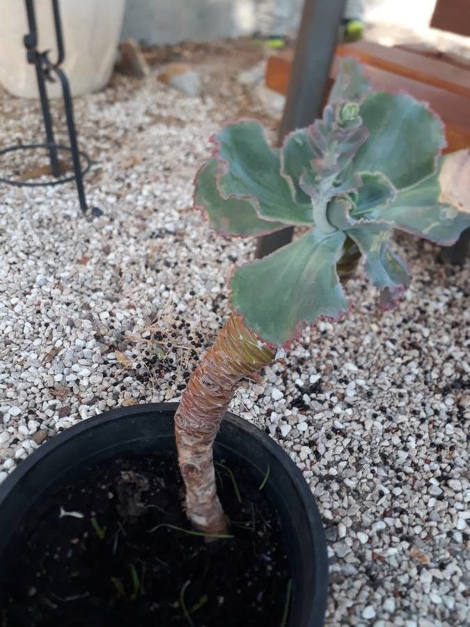 Moricandia foetida bark