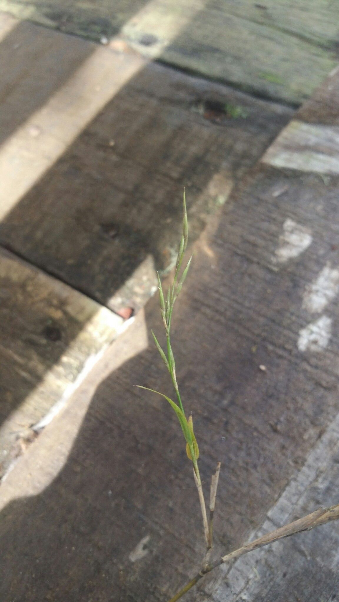 Nastus emirnensis flower