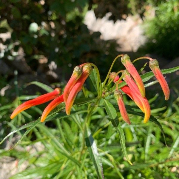 Lobelia laxiflora flower