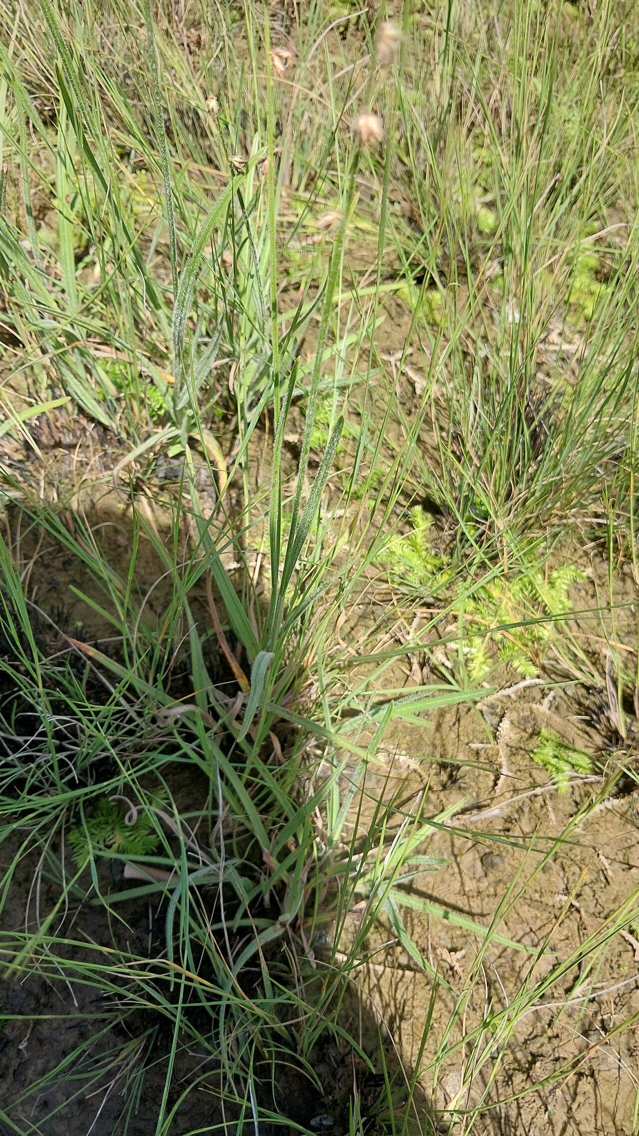 Scleria hirtella leaf