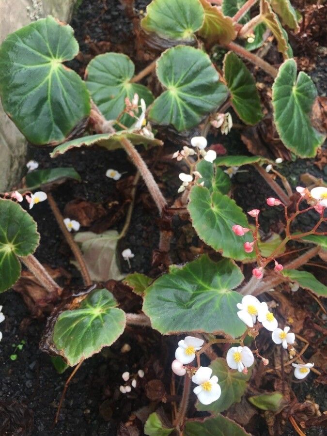 Begonia acida flower